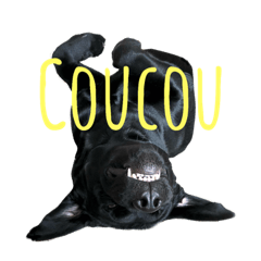 French Labrador Lucas says bonjour!