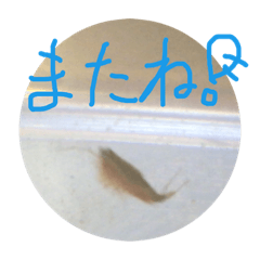 Tadpole Shrimp's Stamp