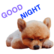 POMERANIAN KU