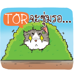 TOR cheeky cat e