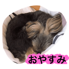 可愛い犬    犬