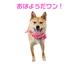 Japanese Dog (shiba dog)