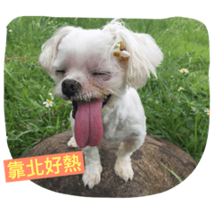 最可愛的歪妹又來了