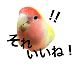 Rosy-faced lovebird "Kiro-chan" pt.2