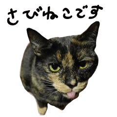 tortoiseshell cat(sabineko) sticker