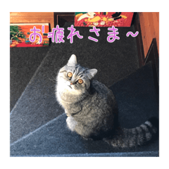 kotatohuku