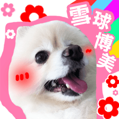 Photography Pomeranian Snowball(Chinese)