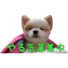 The world cute Pomeranian of PomeKICHI