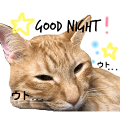 Cats of home(two)