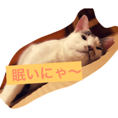 azuki catcats