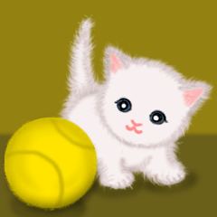 Fluffy baby cat