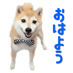 Get Mame Shiba Inu Ichi Line Stickers Line Store Desktop Wallpaper Get Wallpaper Mame Shiba Inu Ichi Line Stickers Line Store Free