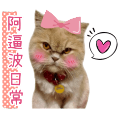 阿逼波的生活日常
