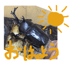 Beetle stamps