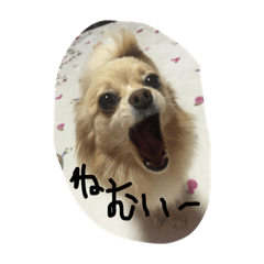 koko&ruru