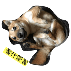 柴犬糖糖的日常生活2