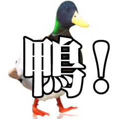 duck! sticker