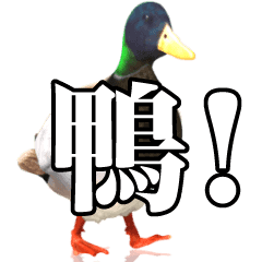 duck! sticker