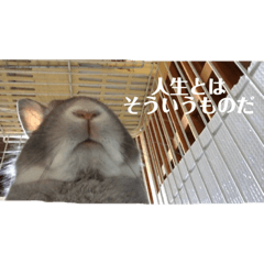 The world cutest rabbit - Kuu chan