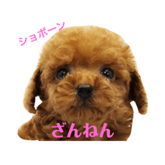 B Toy poodle
