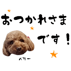 toy poodle talk