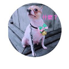 小B狗