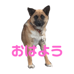 Pretty Dog Pretty Line Stickers Line Store