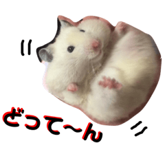 hamster wakako