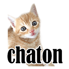 かわいい猫写真スタンプフランス語版