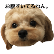 puchionokimochi2
