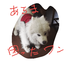 サモエドわんこのおしゃべり Line スタンプ Line Store
