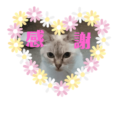 pretty cat ! 2