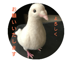 Happy white dove's Jun-chan