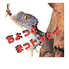 gecko-
