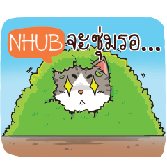 NHUB cheeky cat e