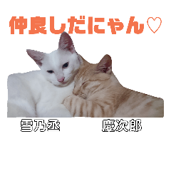 YUKI-KEI cats2