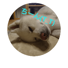 AkitaInu no ShihukuChan