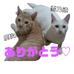 YUKI-KEI cats