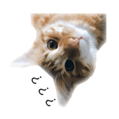 cat basic conversation stamp