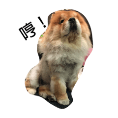 鬆獅犬-胖妞