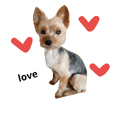 My sweet dog choco!