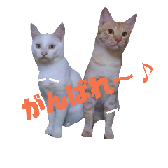 YUKI-KEI cats3