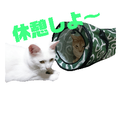 YUKI-KEI cats4