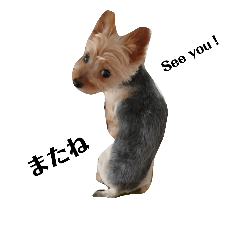 Lovely  dog choco 2