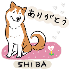 Every Day Dog 柴犬 日本語2