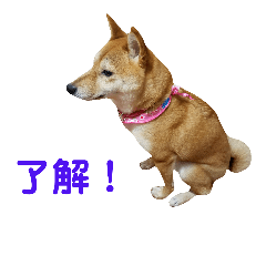 Japanese Dog, Shiba dog