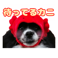 Dog stamp-Headgear ver.1-