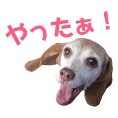 ビーグル犬 ヨーゼフ 桃華 Line スタンプ Line Store