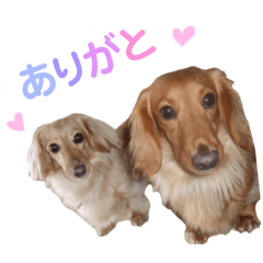 dog(^^)1234