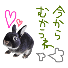 RABBIT_maguwasa